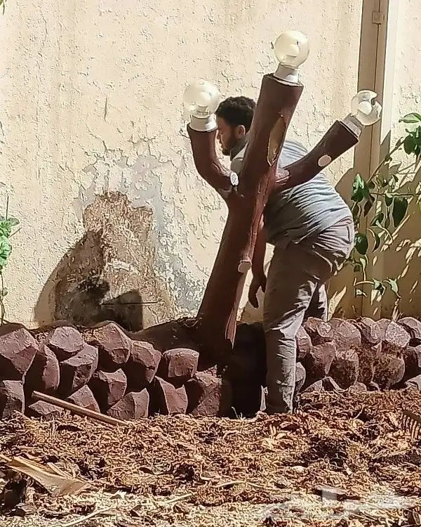 نخل وزراعه وتوريدثيل وزهور 14