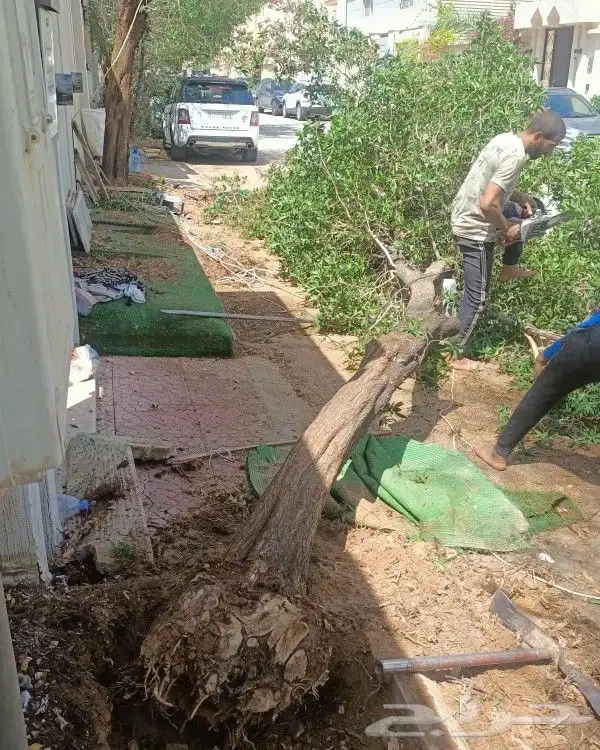 نخل وزراعه وتوريدثيل وزهور 16