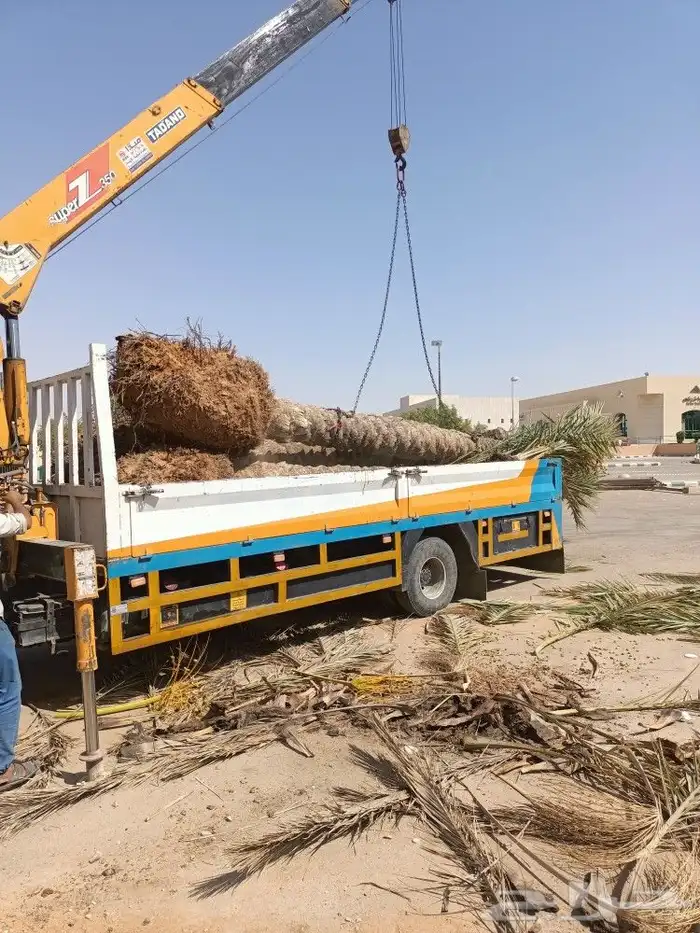 نخل وزراعه وتوريدثيل وزهور 8