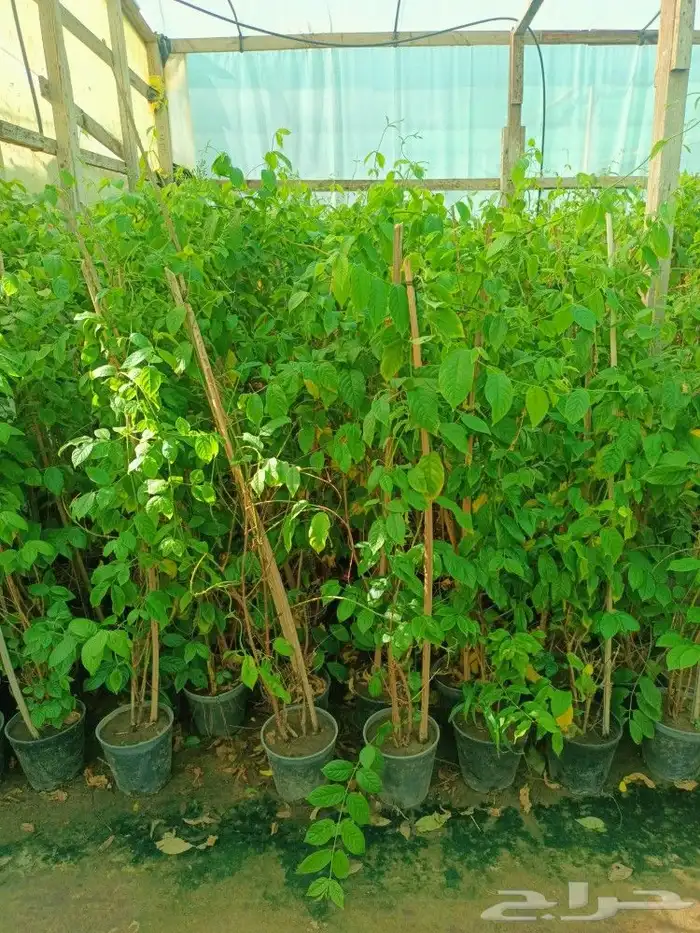 نخل وزراعه وتوريدثيل وزهور 11