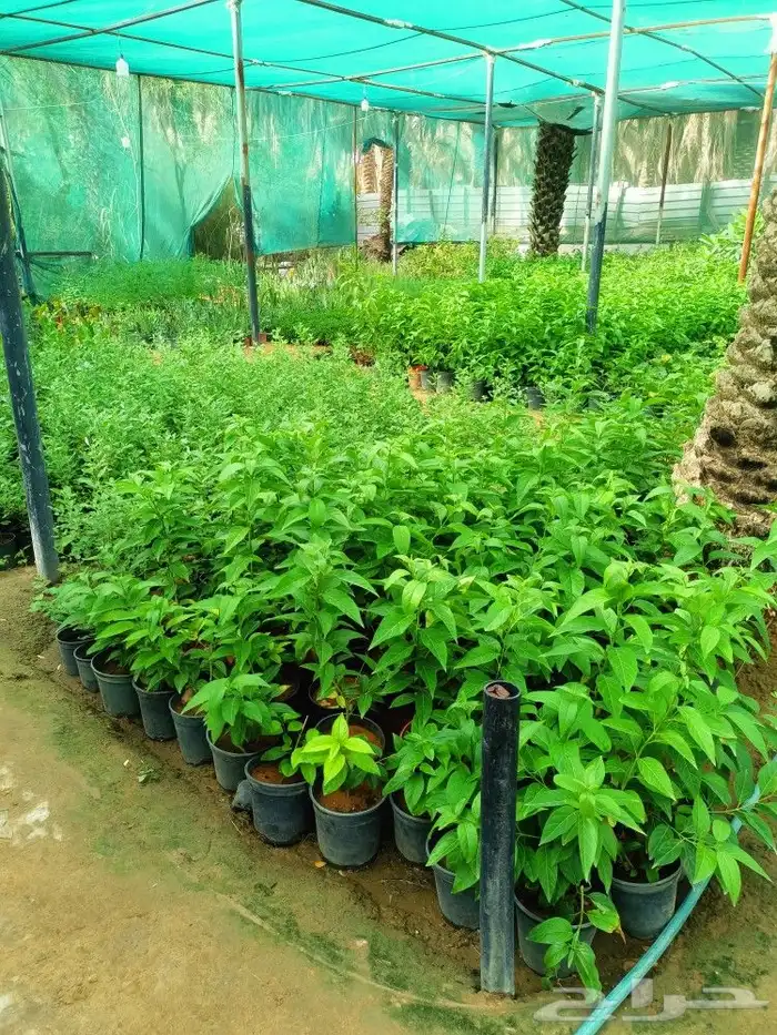 نخل وزراعه وتوريدثيل وزهور 9