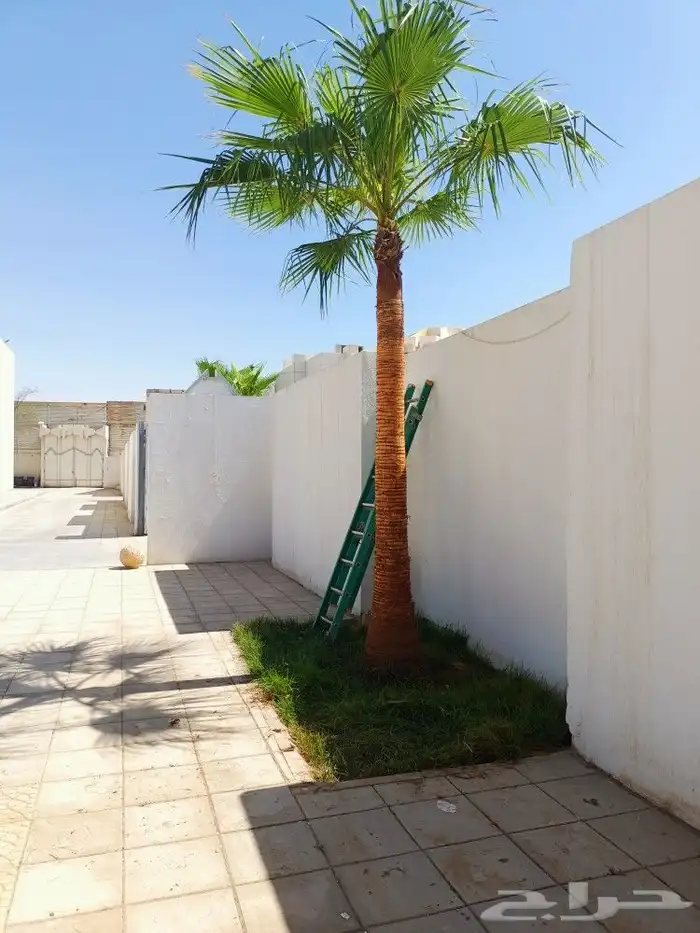 نخل وزراعه وتوريدثيل وزهور 1