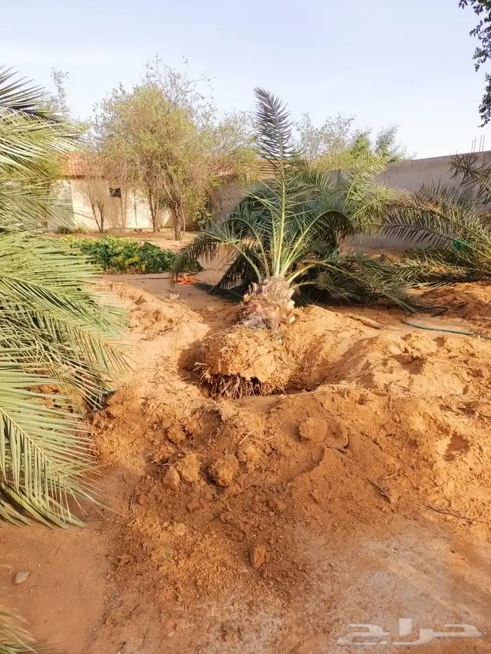 نخل وزراعه وتوريدثيل وزهور 5