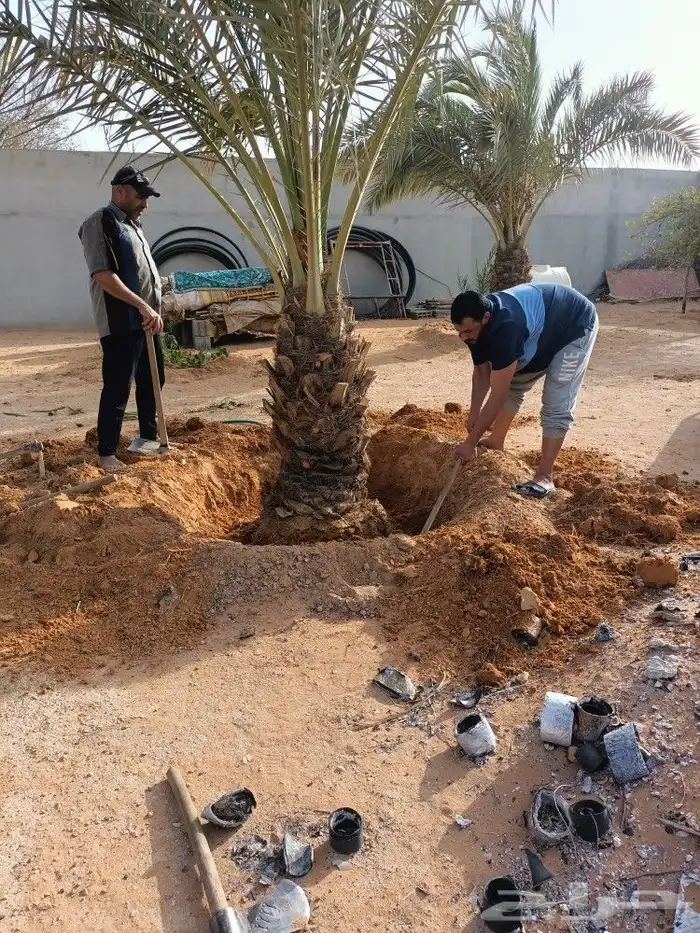 نخل وزراعه وتوريدثيل وزهور 4