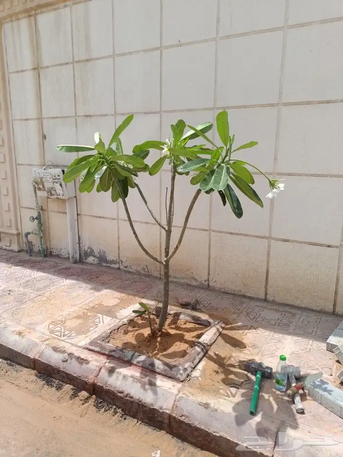 نخل وزراعه وتوريدثيل وزهور 17