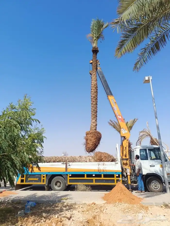 نخل وزراعه وتوريدثيل وزهور 7