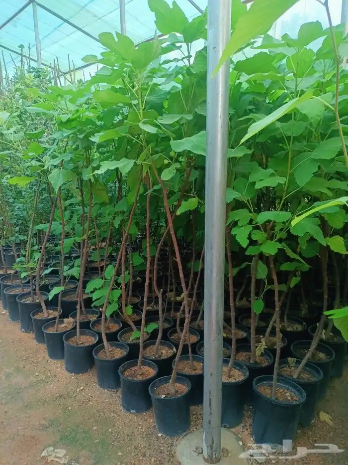 نخل وزراعه وتوريدثيل وزهور 10