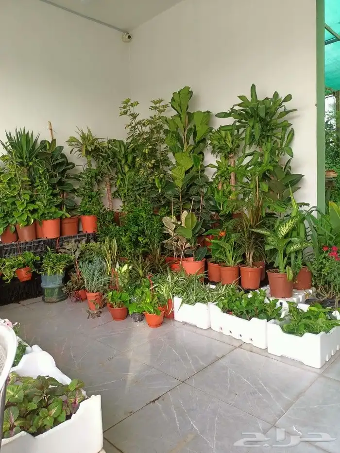 نخل وزراعه وتوريدثيل وزهور 6