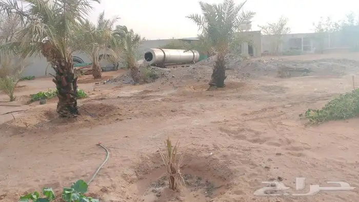 نخل وزراعه وتوريدثيل وزهور 3