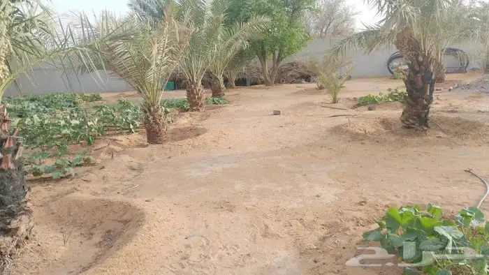 نخل وزراعه وتوريدثيل وزهور 2