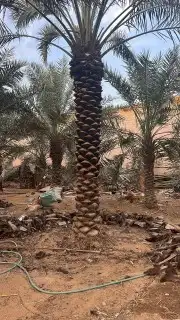 نخل مثمر للبيع مع التوصيل 1