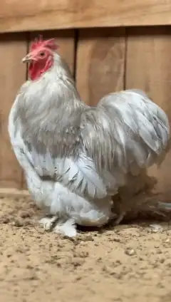 طقم كوشن لافندر 4