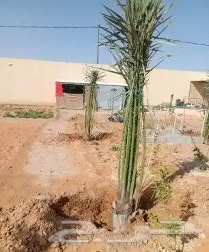 نخل مثمر للبيع مع التوصيل 4