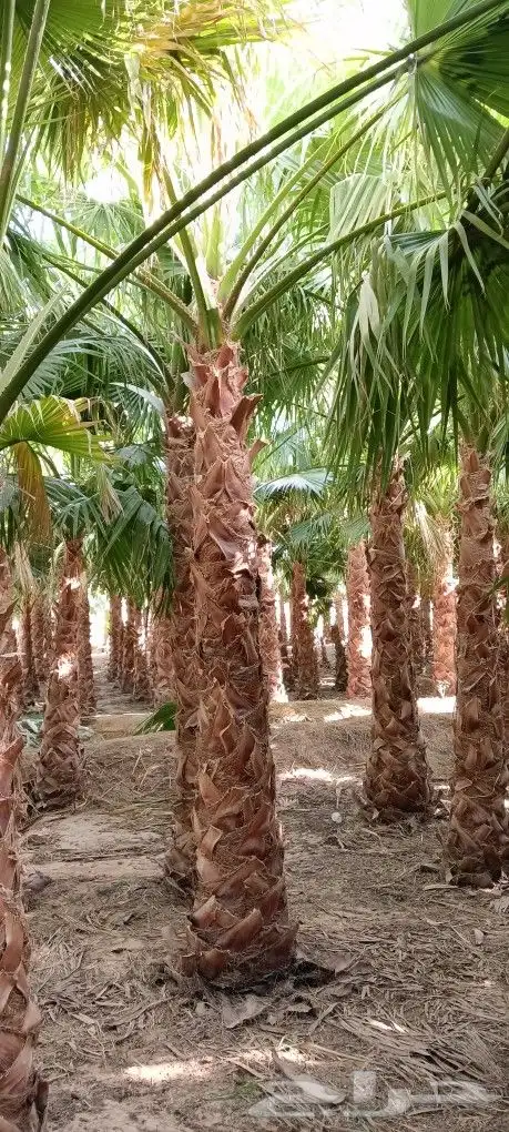نخل وشنطني دينة للبيع جميع انواع المقسات 1