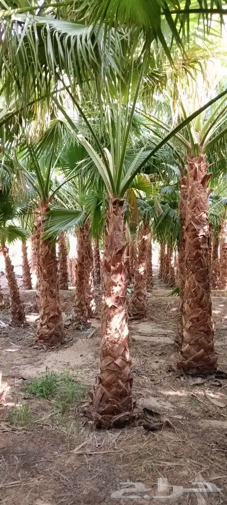 نخل وشنطني دينة للبيع جميع انواع المقسات 2