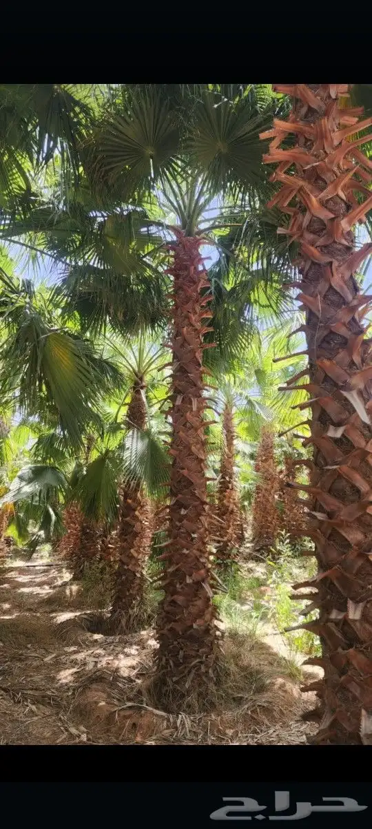 يوجد لدينا جميع أنواع النخيل الوشنطني والعربي 3