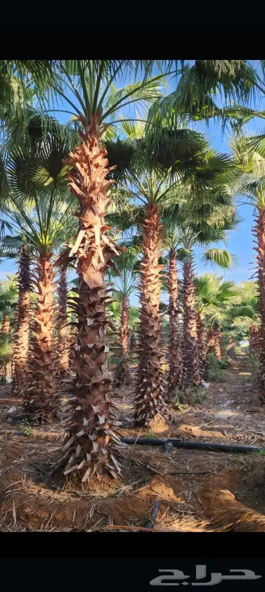 يوجد لدينا جميع أنواع النخيل الوشنطني والعربي 1
