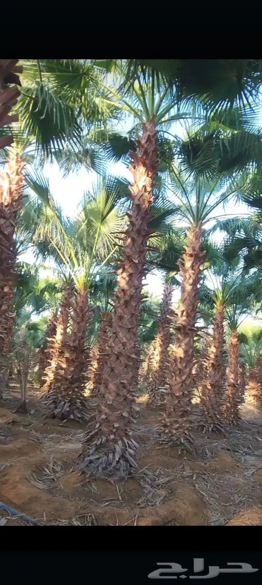 يوجد لدينا جميع أنواع النخيل الوشنطني والعربي 4