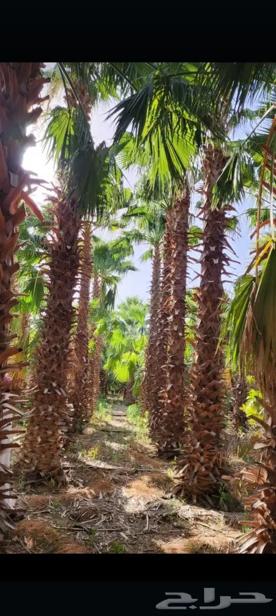 يوجد لدينا جميع أنواع النخيل الوشنطني والعربي 2