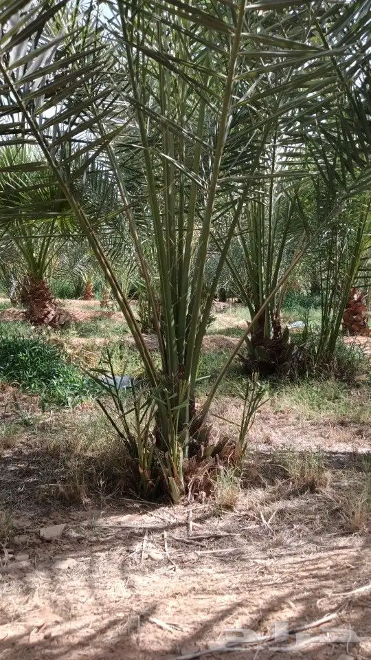 نخل وشنطني دينة للبيع جميع انواع المقسات 3