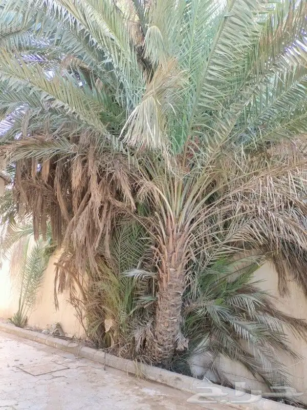 خلع النخيل وترتيب الأشجار 4