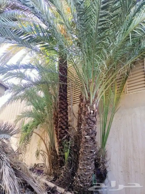 خلع النخيل وترتيب الأشجار 3