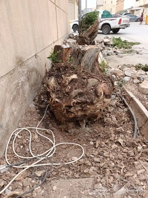خلع النخيل وترتيب الأشجار 11