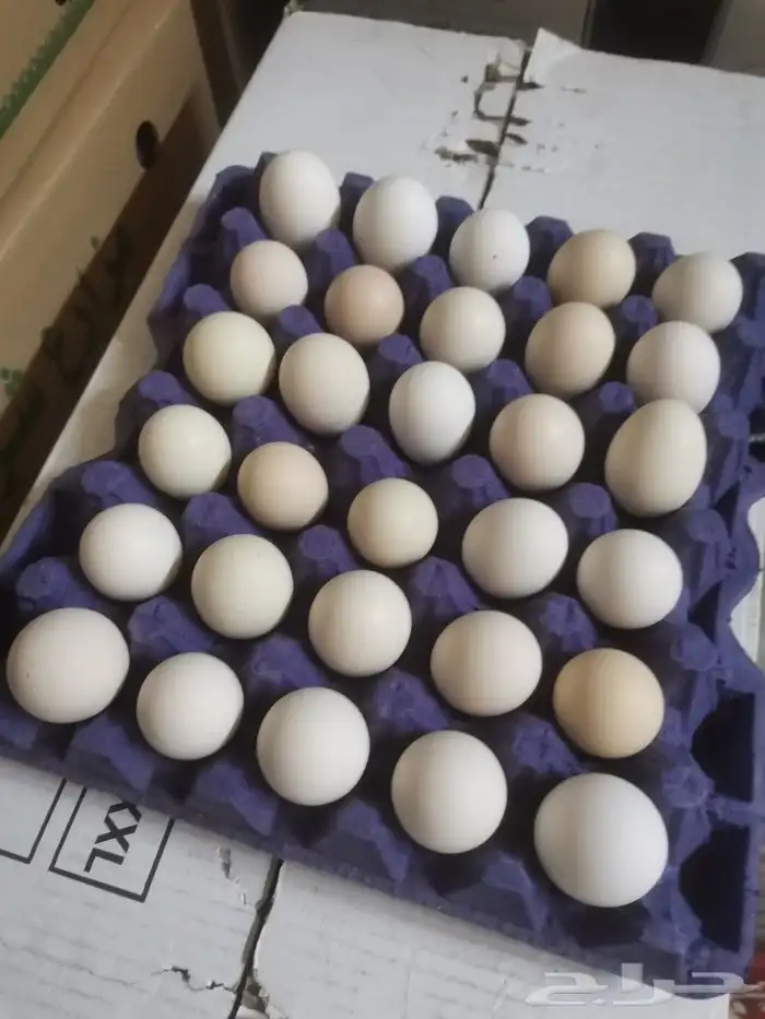 بيض بلدي 1