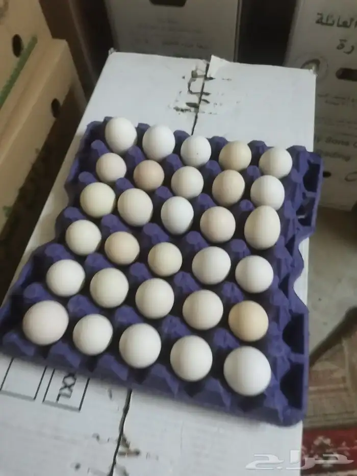 بيض بلدي 0