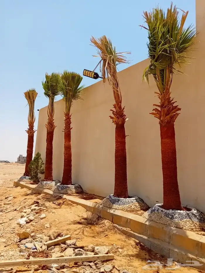 يوجد لدينا جميع أنواع النخيل الوشنطني والعربي 8