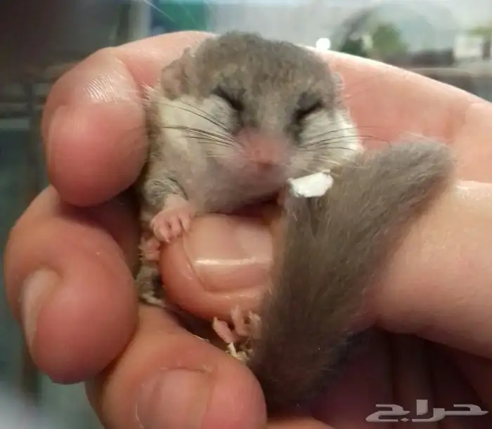 السنجاب القزم النادر . micro squirrel 0