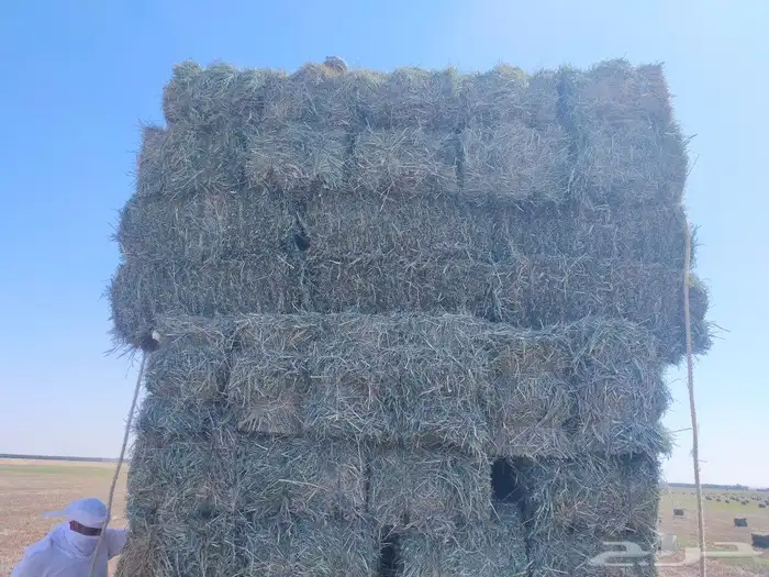 بلوبنك شد 85 2