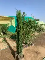 توريد وزراعه جميع مقسات السرو الايطالي واشجار الزيتون 6