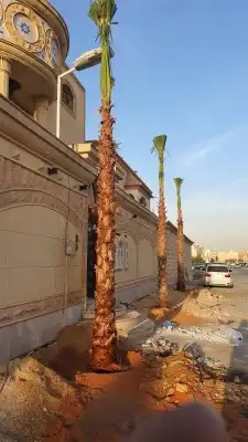 نخل واشنطن للبيع 8