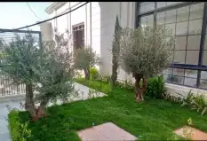 توريد وزراعه جميع مقسات السرو الايطالي واشجار الزيتون 7