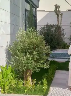 توريد وزراعه جميع مقسات السرو الايطالي واشجار الزيتون 0