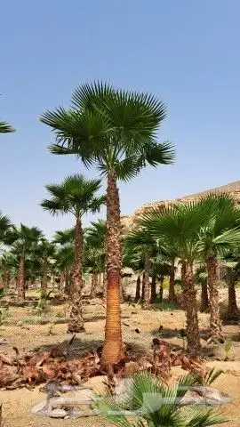 نخل واشنطن للبيع 4