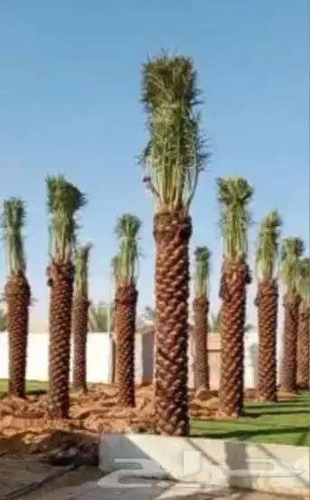 تشبيك ونخيل 0