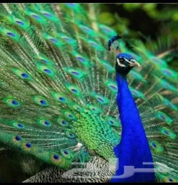 جوز فروخ طاووس فاخر 0