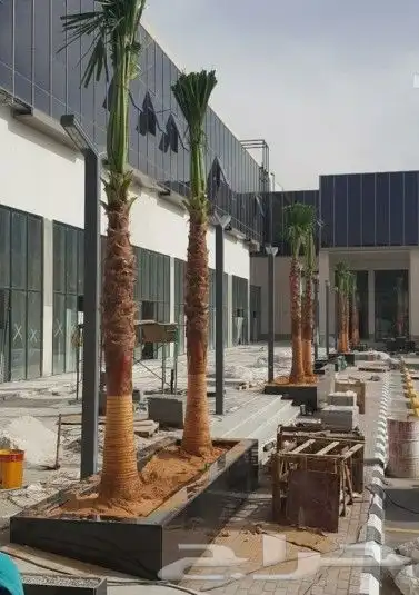 واشنطني ابومروحه درجه اولا 2