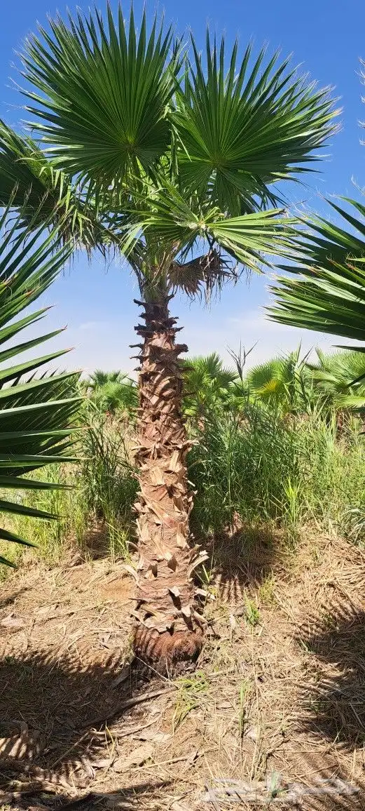 نخل واشنطن للبيع 2