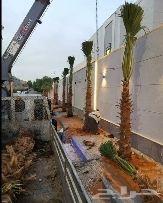 واشنطني ابومروحه درجه اولا 1