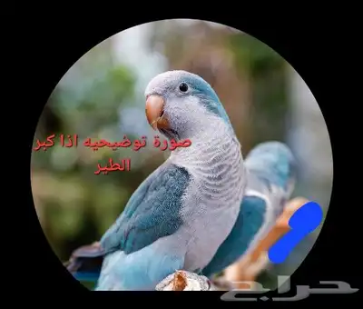 فروخ ببغاء كويكر الراهب 7