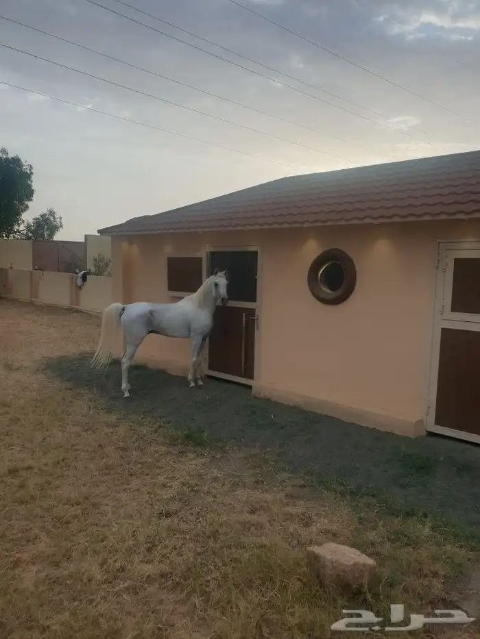 تدريب ركوب الخيل بخميس مشيط 0