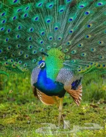 جوز فروخ طاووس فاخر 0