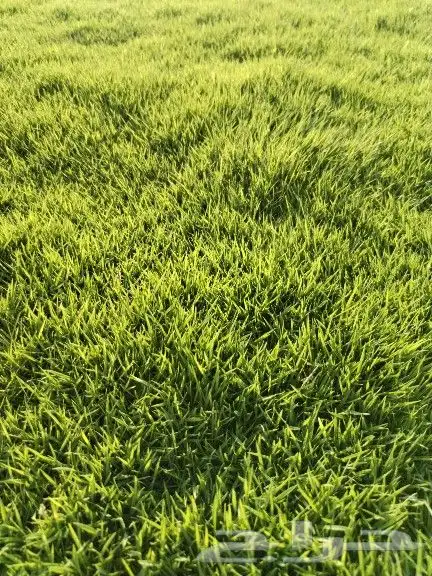 ثيل c2000 الصافي من المزرعه مباشرة توريد وزراعه 5