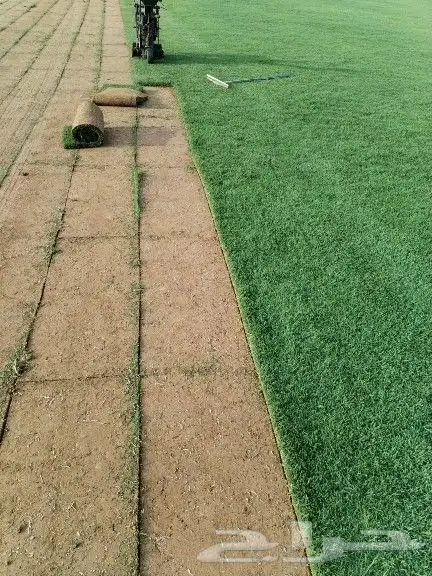 ثيل c2000 الصافي من المزرعه مباشرة توريد وزراعه 1