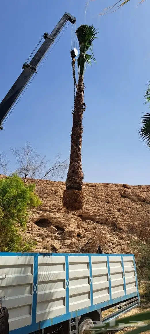 نخل واشنطني للبيع 5