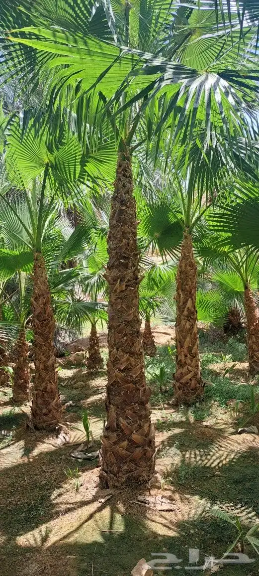 نخل واشنطني للبيع 7