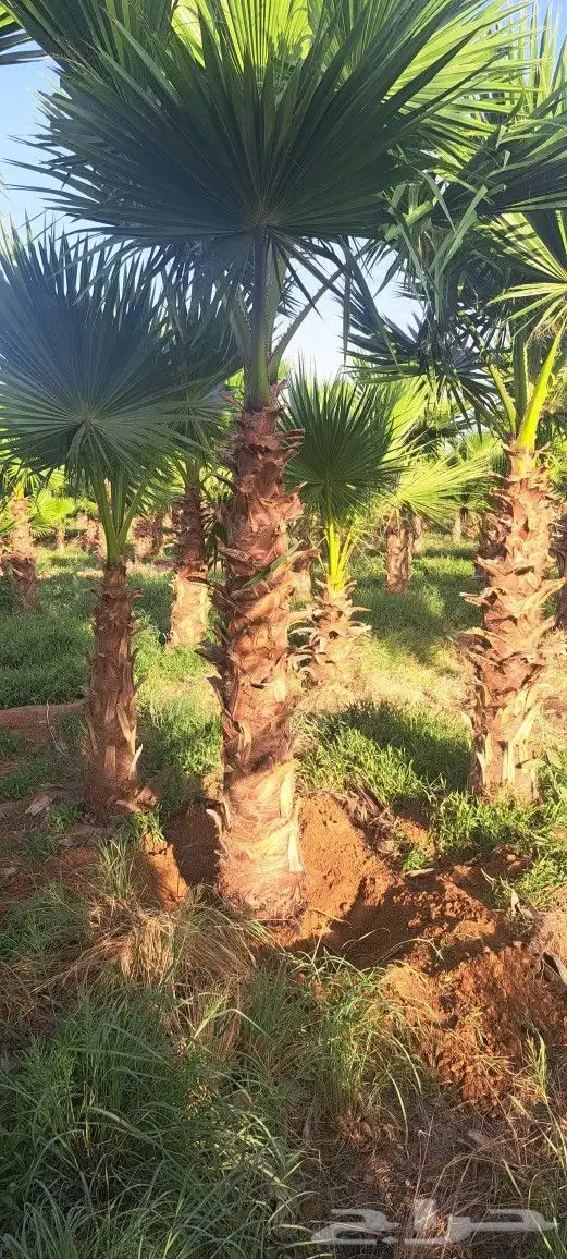 نخل واشنطني للبيع 1